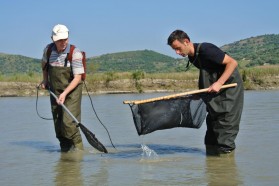 10 Fischarten, darunter auch diadrome, wurden von TeilnehmerInnen identifiziert. Viele davon genießen einen Schutzstatus nach IUCN, dem Albanischen Red Book 2007 und der Berner Konvention auf europäischer Ebene.